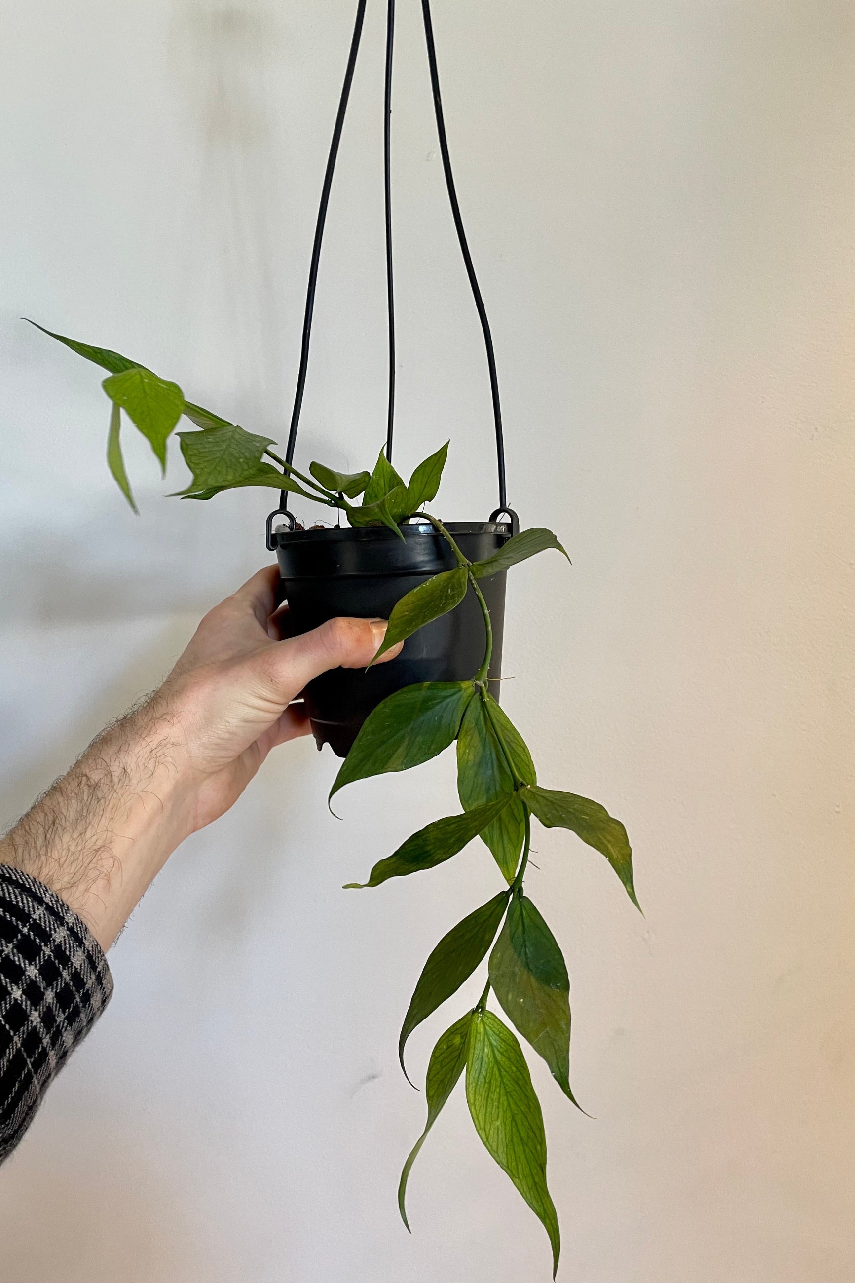 Photo of cascading stems and broad leaves of Hoya polyneura in a black hanging pot ©Sprout Home