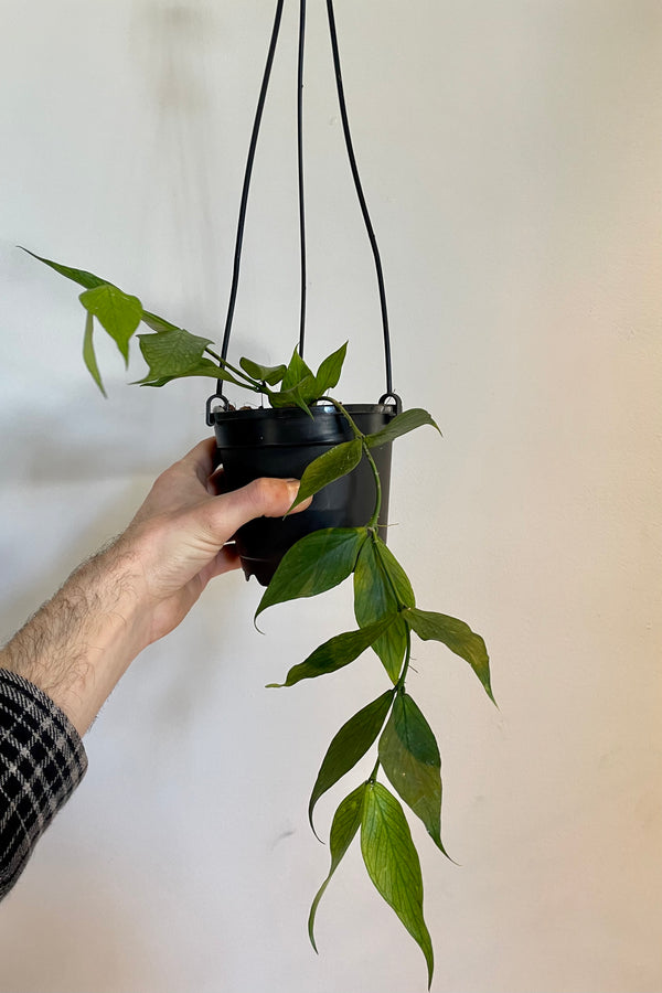 Photo of cascading stems and broad leaves of Hoya polyneura in a black hanging pot