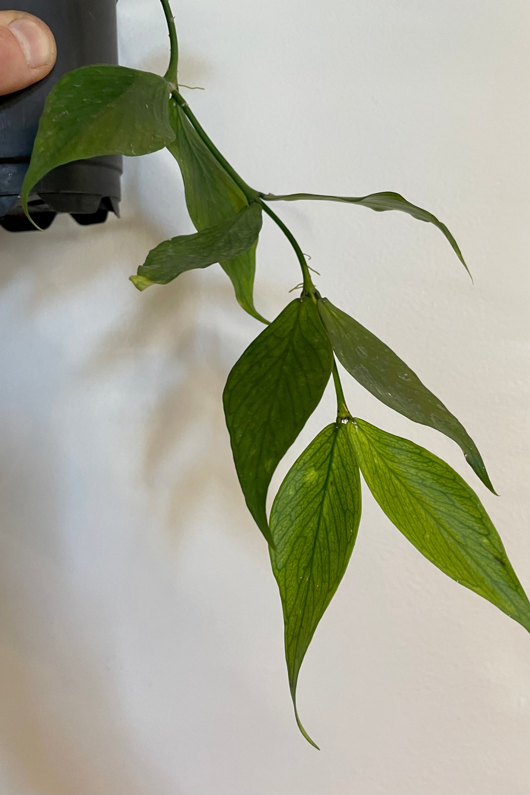 Close photo of broad leaves of Hoya polyneura against gray wall ©Sprout Home