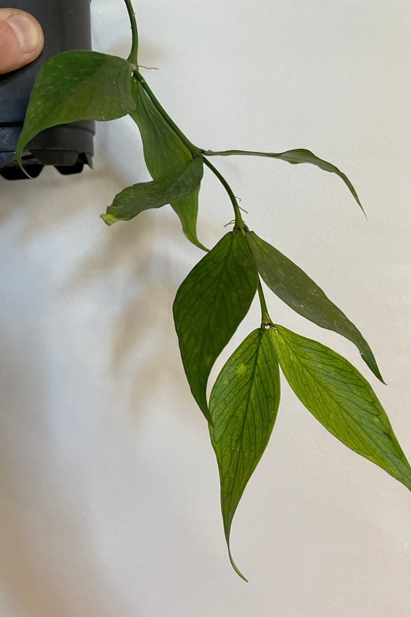 Close photo of broad leaves of Hoya polyneura against gray wall