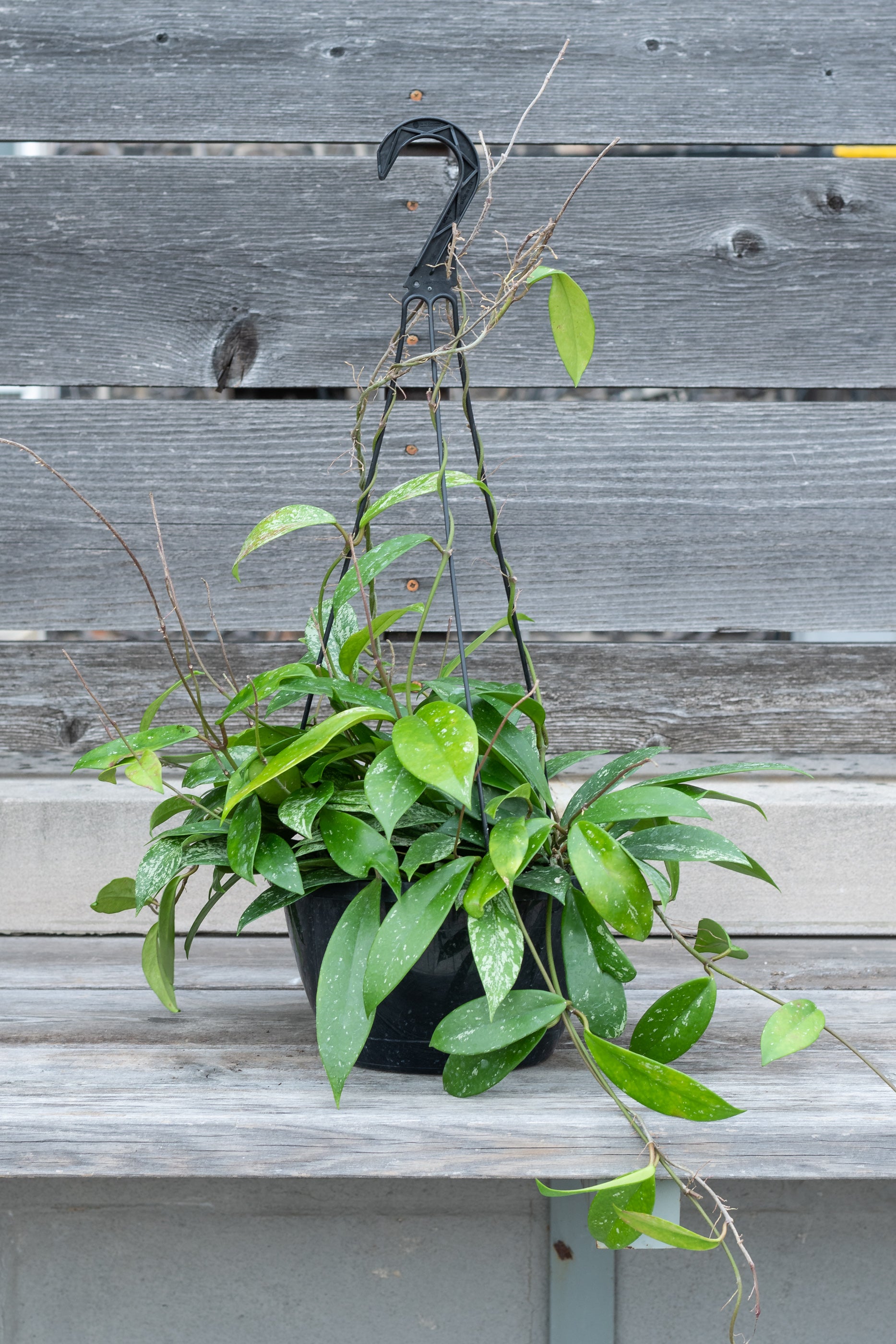 Hoya pubicalyx in hanging grow pot in front of grey wood background