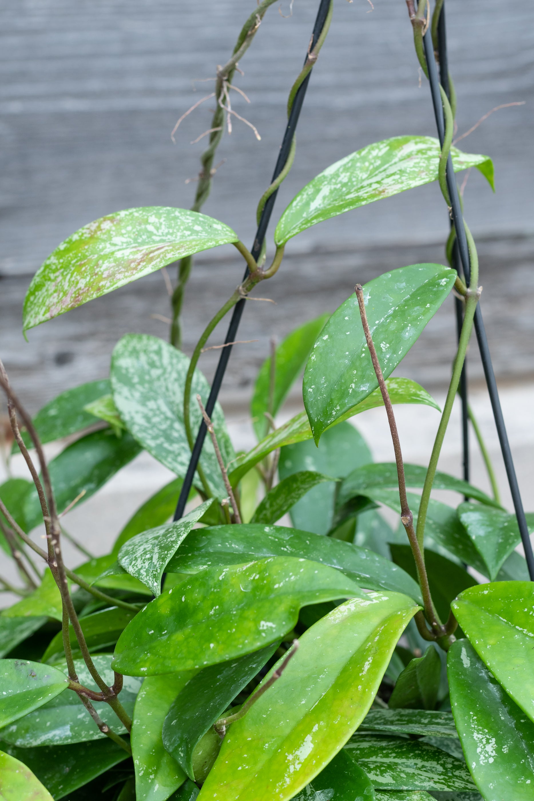 Close up of vining Hoya pubicalyx leaves