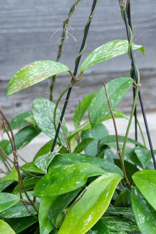 Close up of vining Hoya pubicalyx leaves