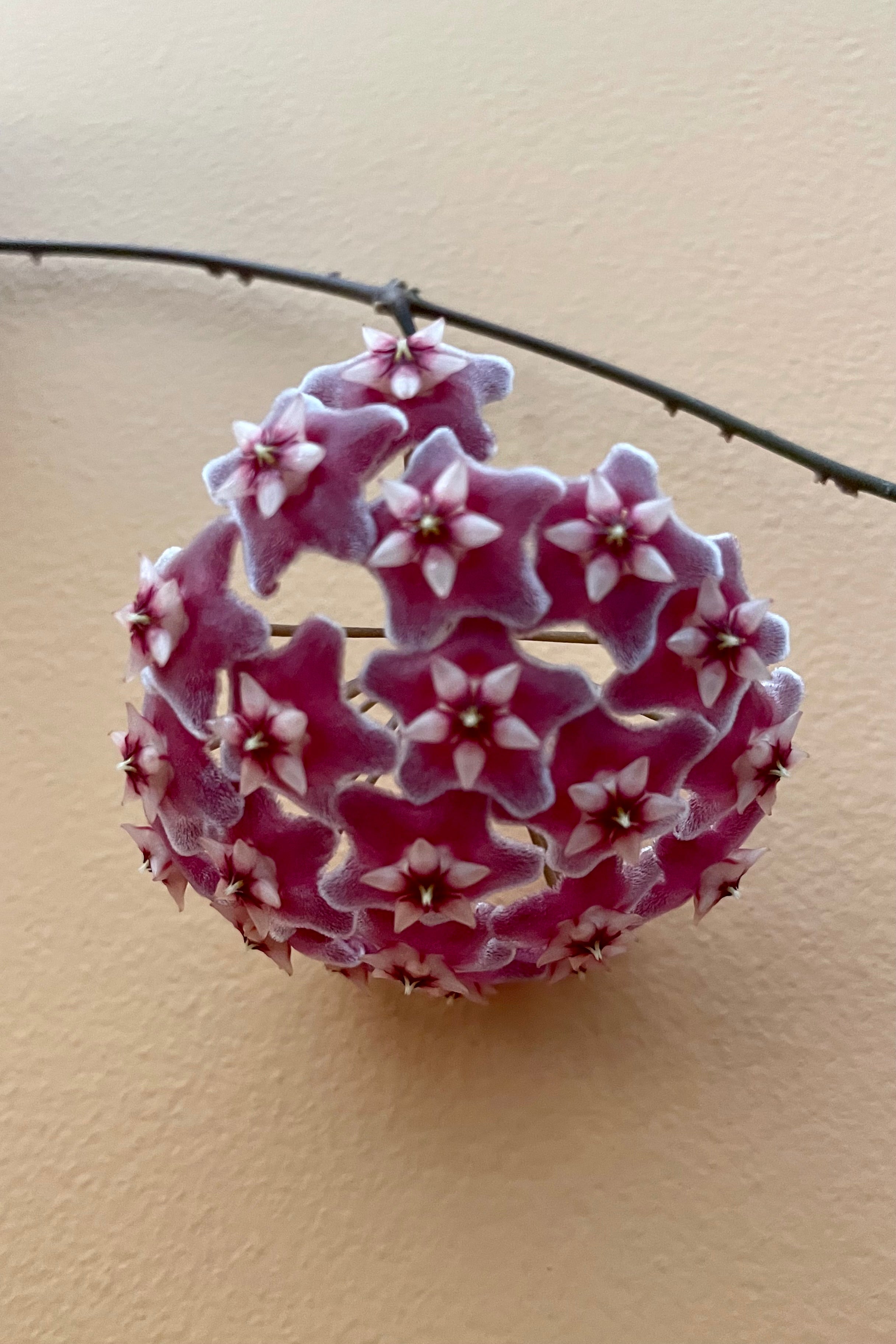 The incredible burgundy and white flowers of the Hoya pubicalyx