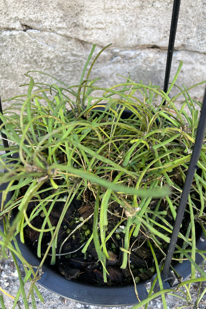Close up of Hoya retusa leaves in hanging grow pot