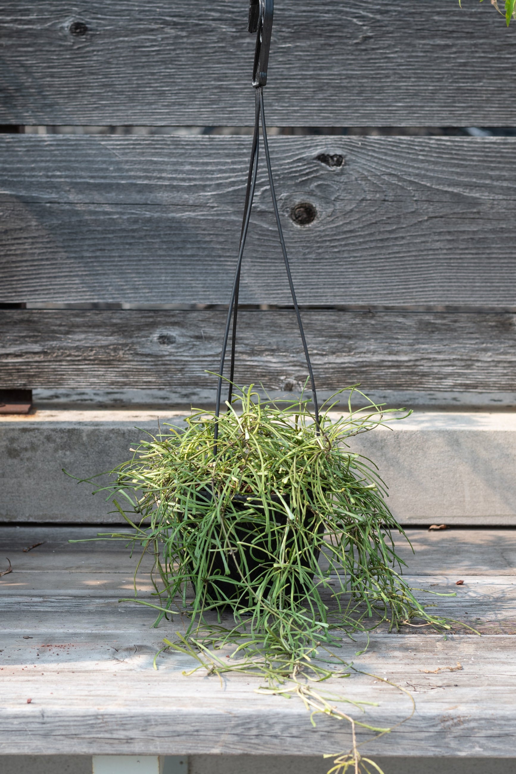 Hoya retusa plant in a hanging basket sitting on a wood bench against a wood fence ©Sprout Home