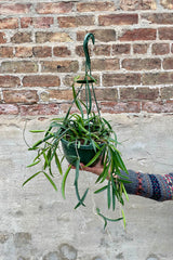 Hoya shepherdii 8" green hanging growers pot with thick bean pole looking leaves against a grey and brick wall
