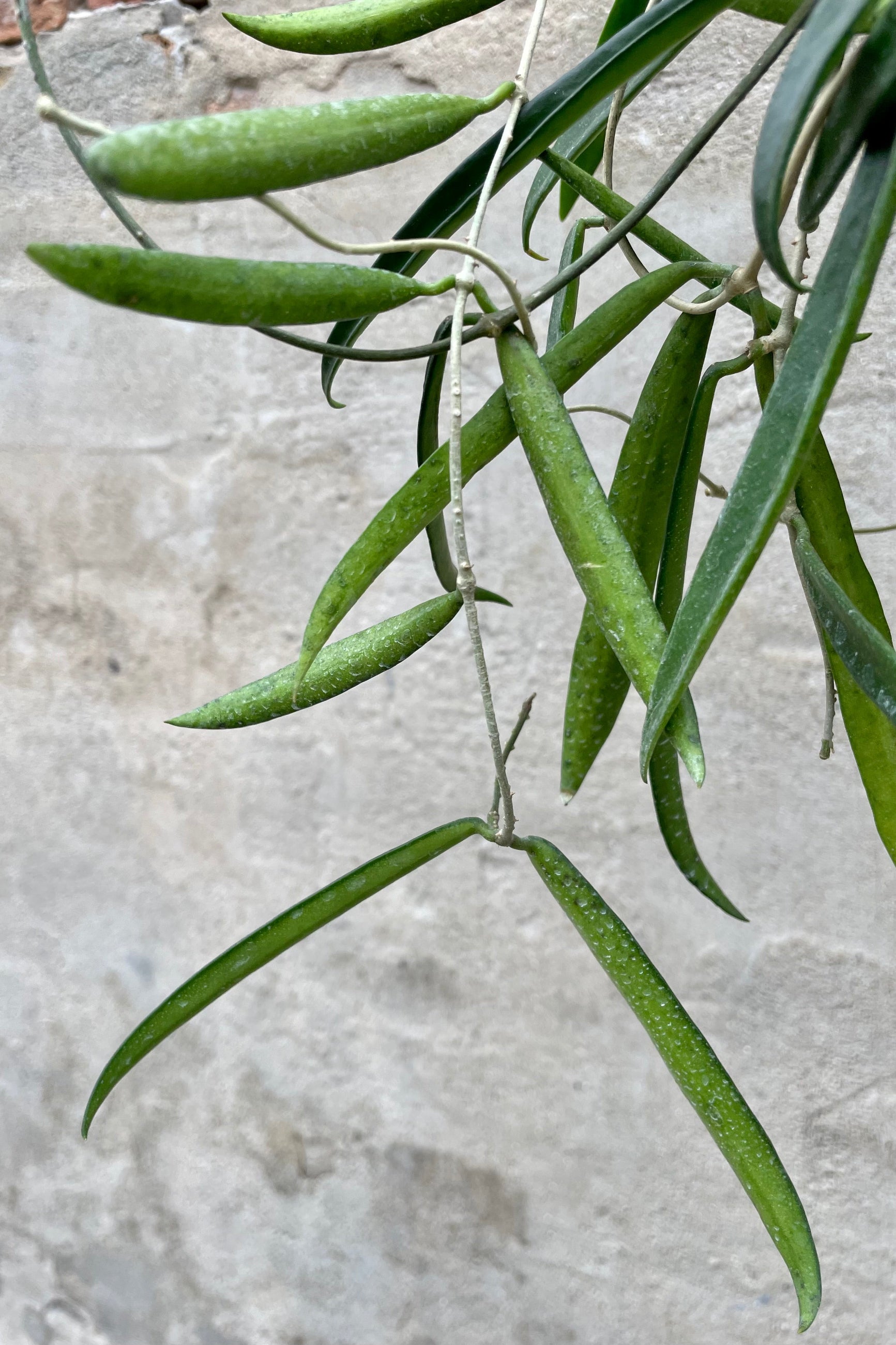 Hoya shepherdii 8" detail of thick bean pole looking leaves against a grey wall ©Sprout Home 