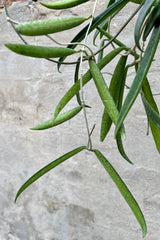 Hoya shepherdii 8" detail of thick bean pole looking leaves against a grey wall
