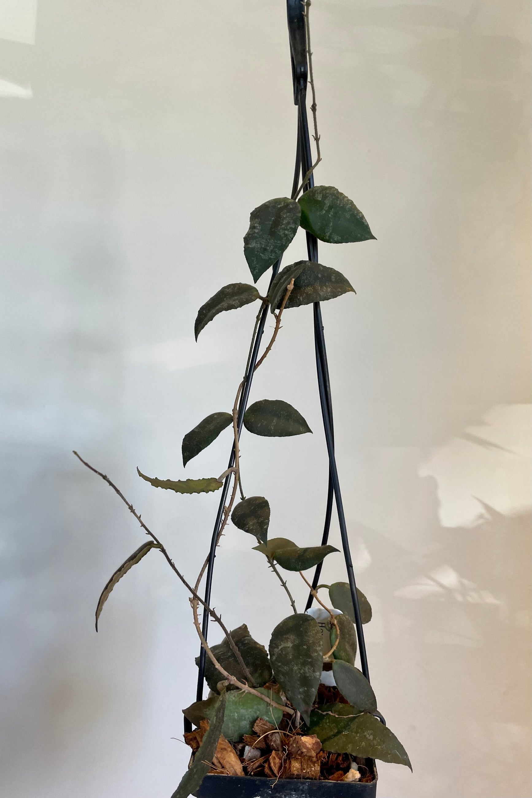 Photo of dark green leaves and vines of Hoya 'Sumatra' ©Sprout Home 
