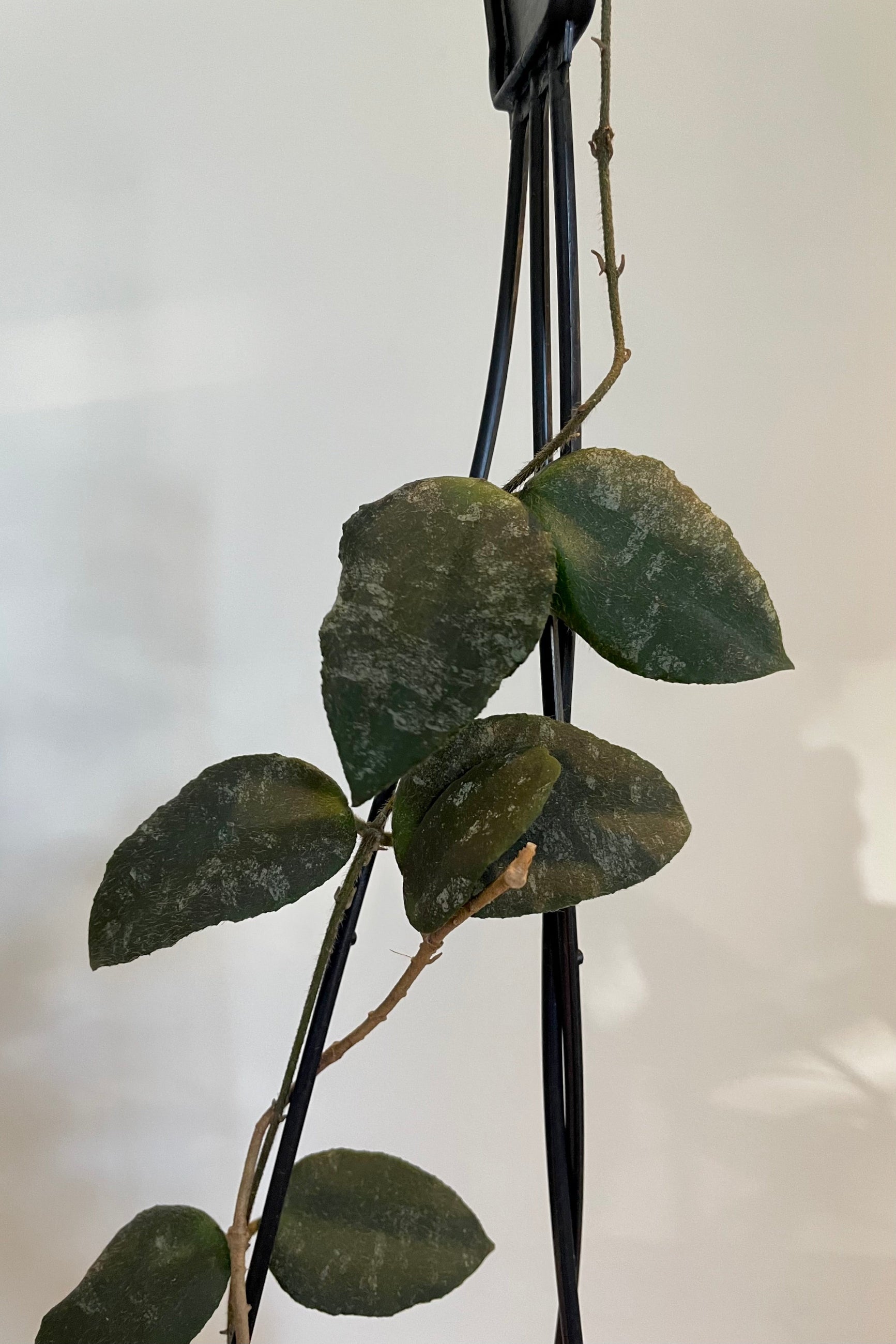 Close photo of dark green mottled leaves of Hoya vines ©Sprout Home