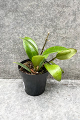 Hoya hybrid 'Sunrise' in grow pot in front of grey background