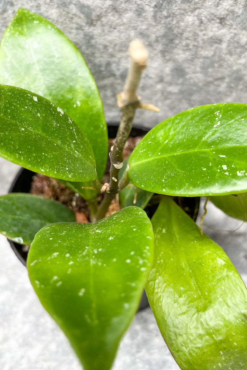 Close up of Hoya hybrid 'Sunrise' leaves