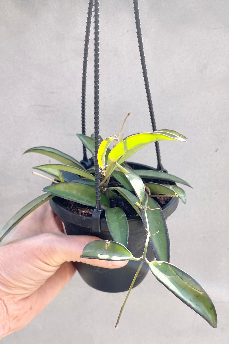 The Hoya wayetii plant in a 4" pot against a grey wall. 