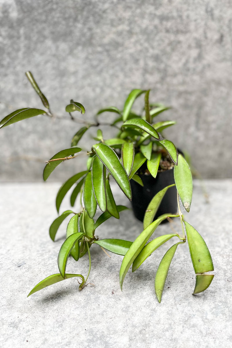 Hoya wayetii in grow pot in front of grey background