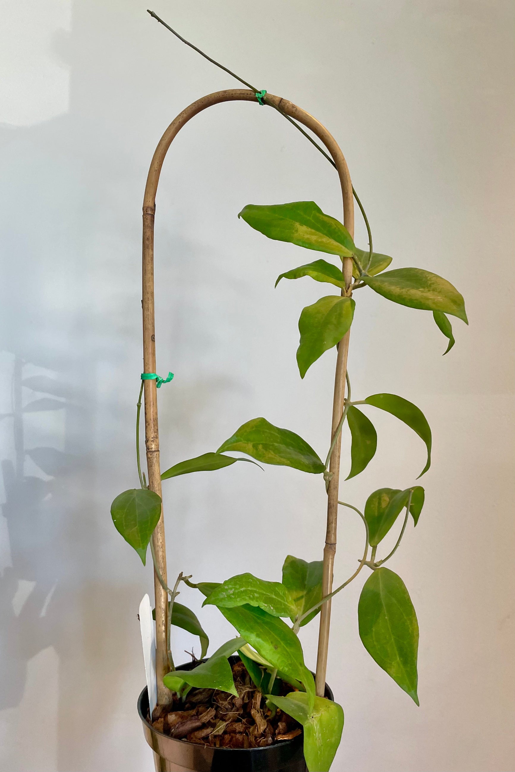 Photo of hoya leaves on bamboo hoop ©Sprout Home 
