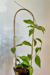 Photo of hoya leaves on bamboo hoop