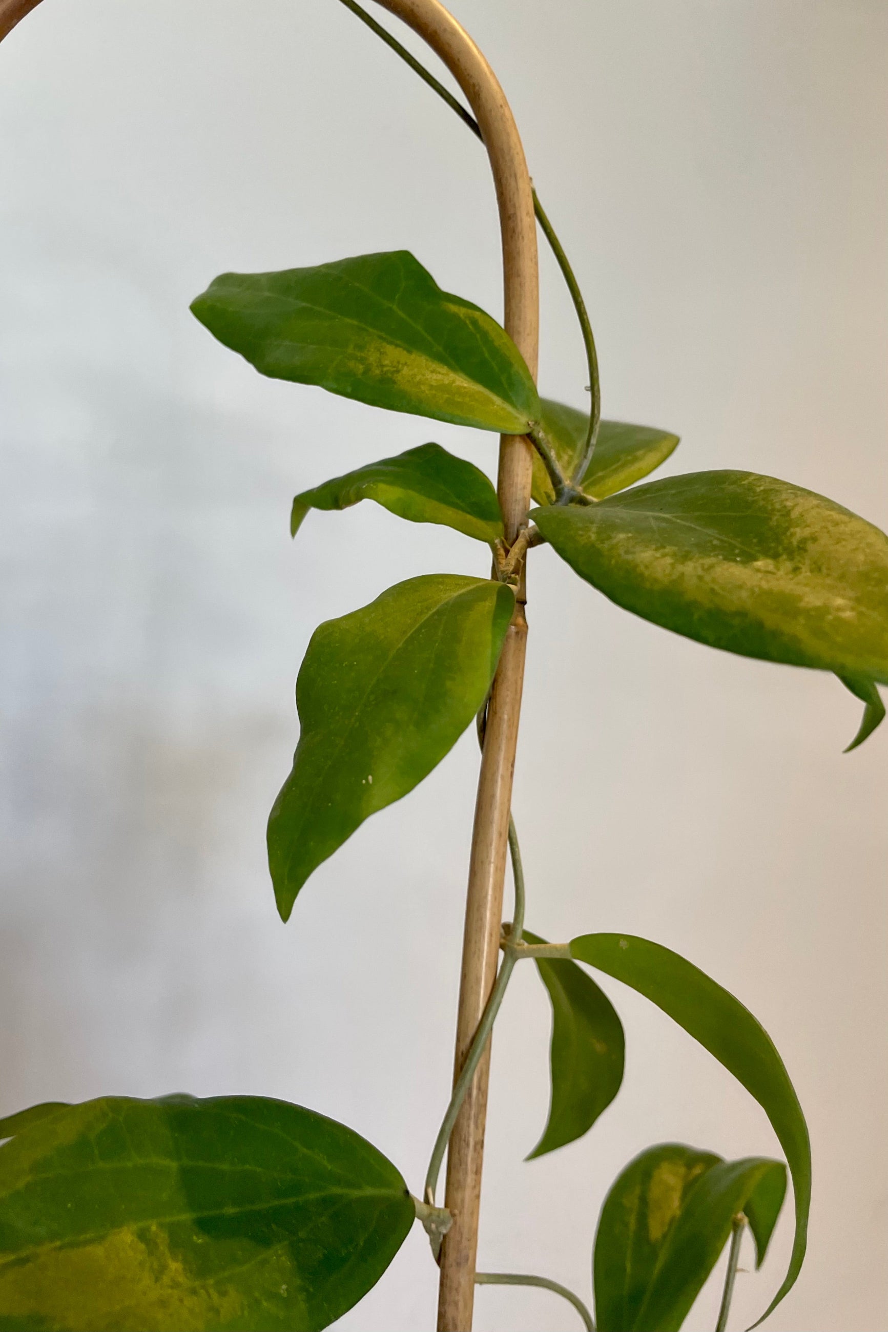 Close photo of leaves and vines of Hoya cutis-porcelana ©Sprout Home