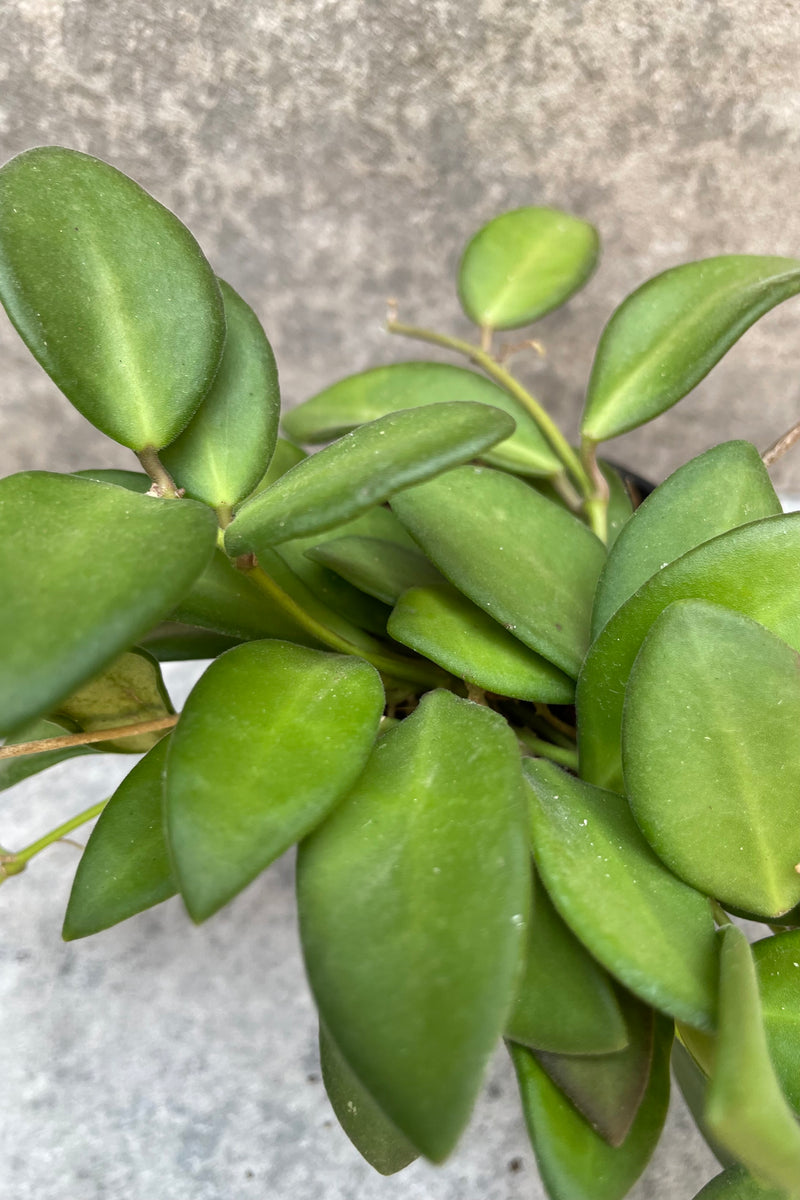 Hoya burtoniae detail shot of the leaves