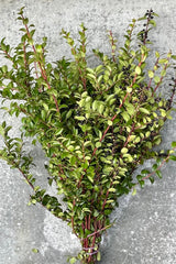 A bunch of huckleberry branches with green ovate leaves, red stems and black berries. 