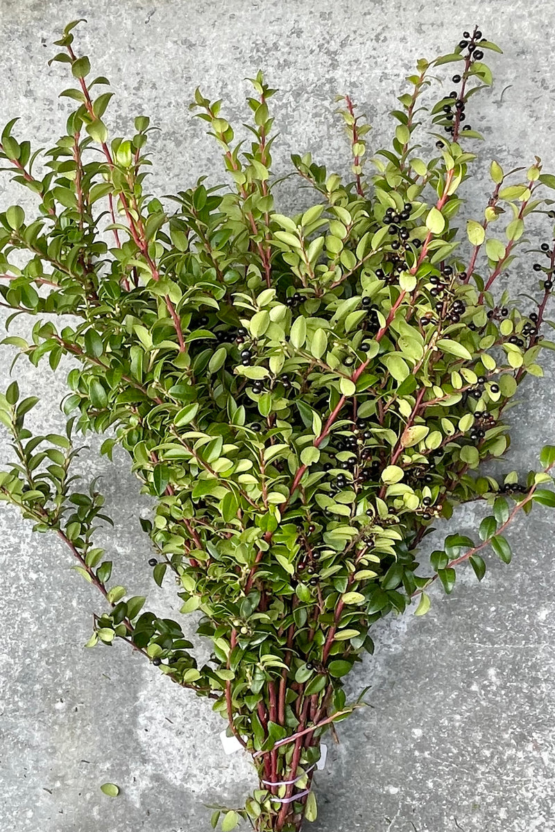 A bunch of huckleberry branches with green ovate leaves, red stems and black berries. 