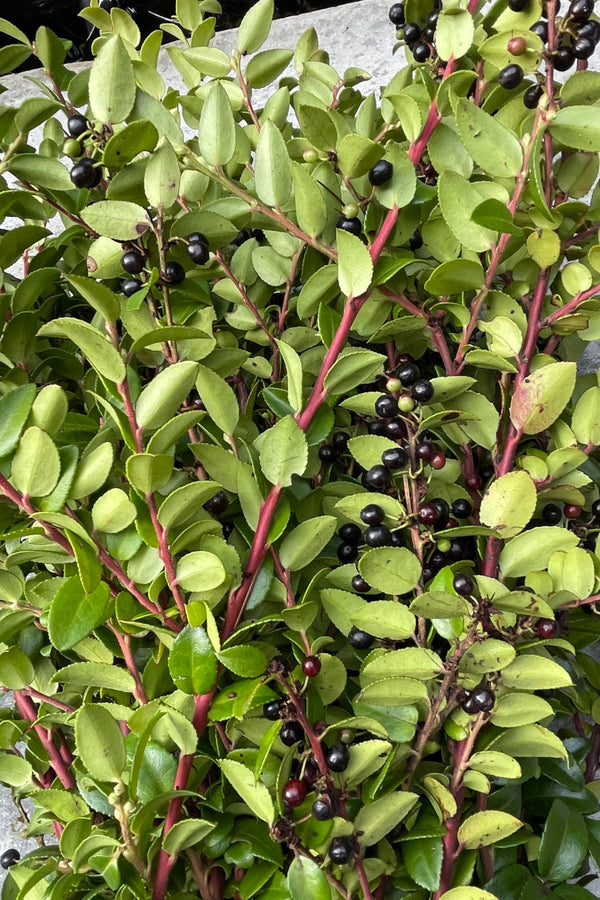 detail picture of a bunch of huckleberry branches with its red stems and dark berries. 
