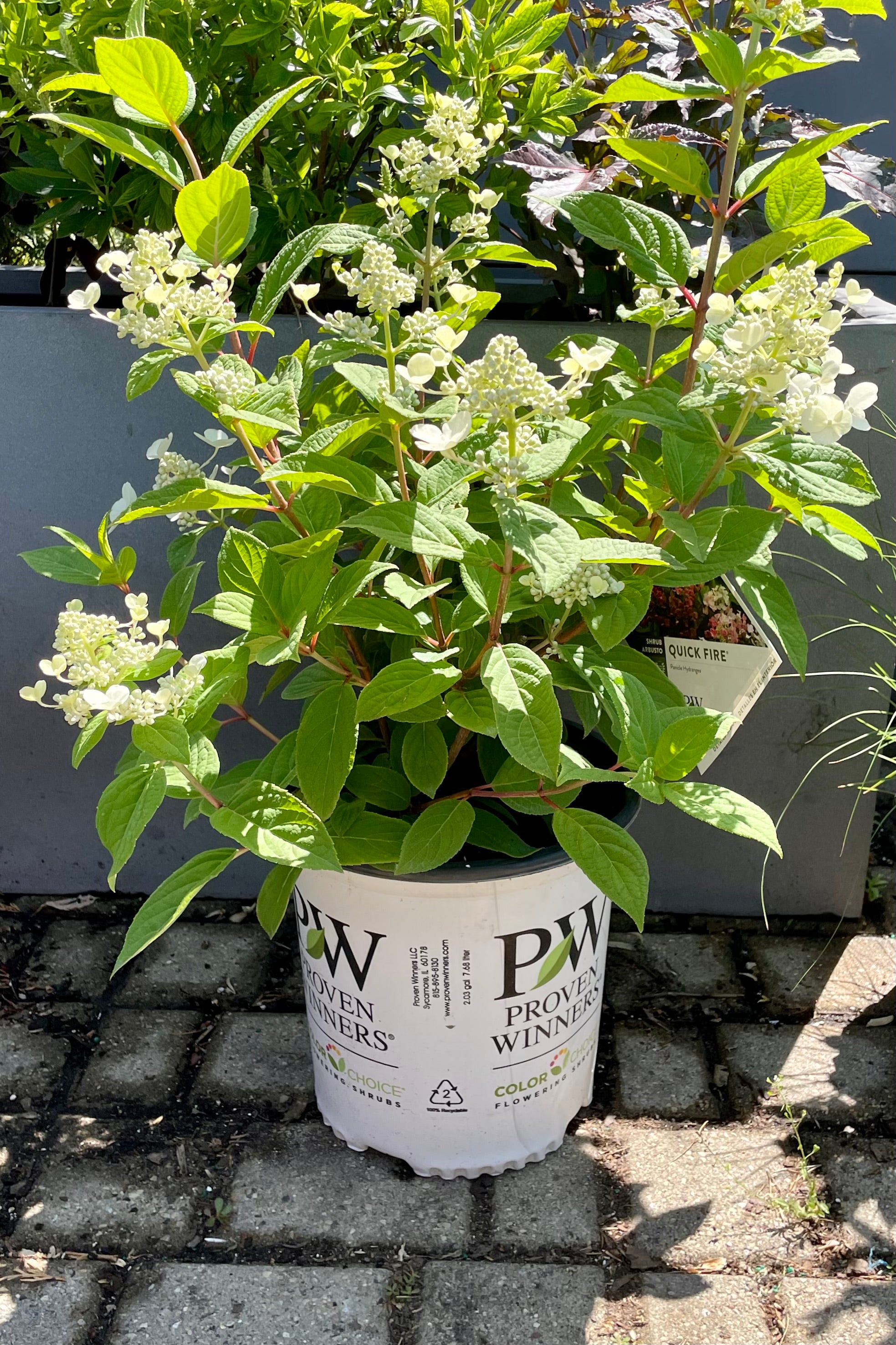 Hydrangea 'Quick Fire' in a #2 pot against a grey background showing bud and some white bloom the end of June at Sprout Home.