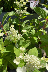 Hydrangea 'Quick Fire' showing bud and some white bloom the end of June at Sprout Home.