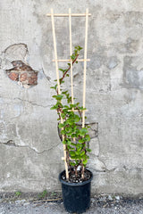  Hydrangea anomala petiolaris #1 black growers pot with green vining leaves growing on a trellis against a grey wall