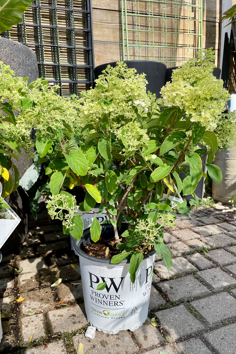Hydrangea 'Bobo' in a #2 pot the end of June showing budding and some bloom at Sprout Home.