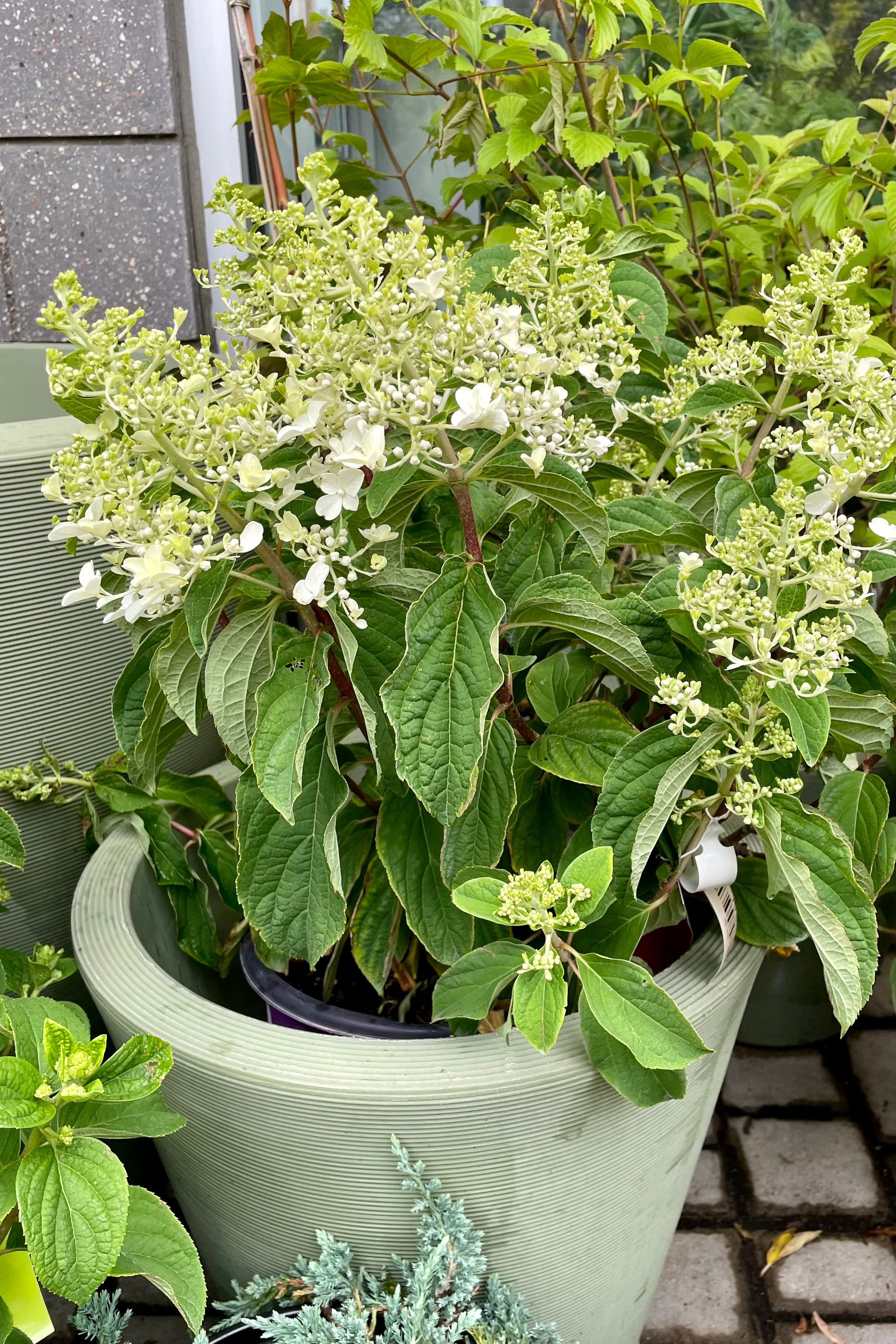 #2 pot size of the Hydrangea 'Little Hottie' fully budded and beginning to bloom with its white flowers the beginning of July above its dark green foliage in a decorative container at Sprout Home. 