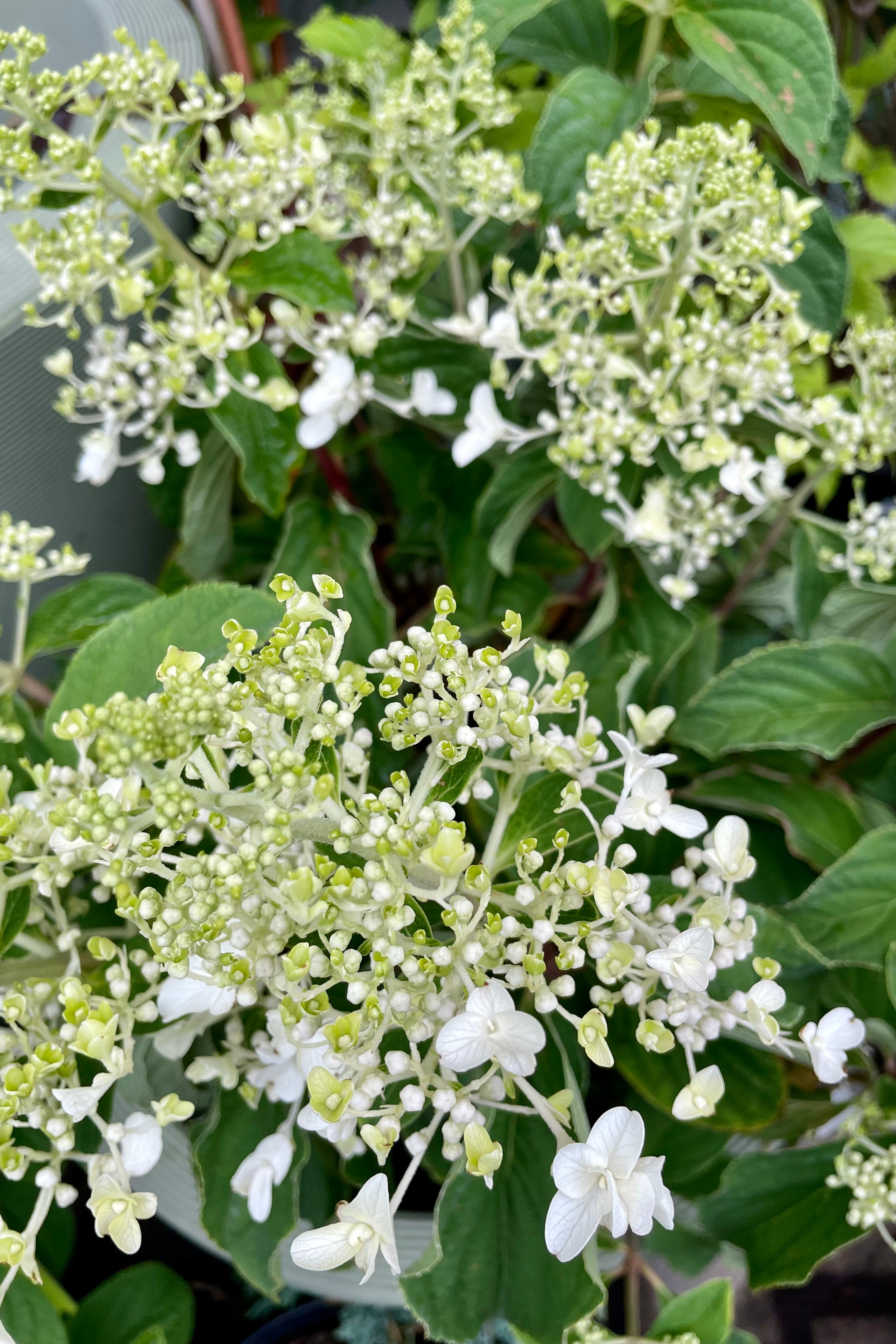 a detail picture of the bud and beginning of its white bloom of the Hydrangea 'Little Hottie' the beginning of July at Sprout Home.