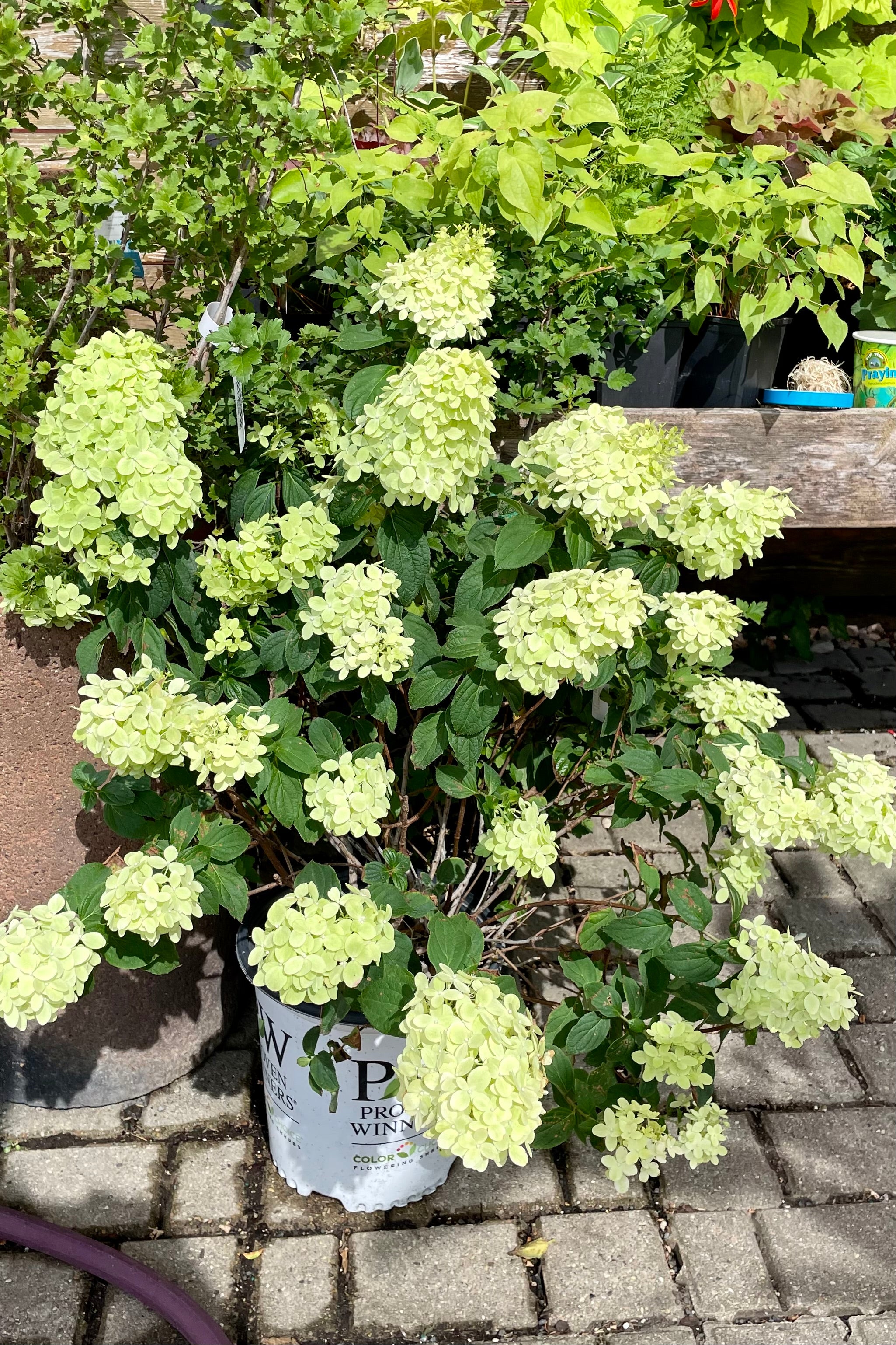 #2 pot size of the Hydrangea 'Limelight Prime' in full bloom covered in creamy white flowers formed in to panicles the end of July at Sprout Home. 