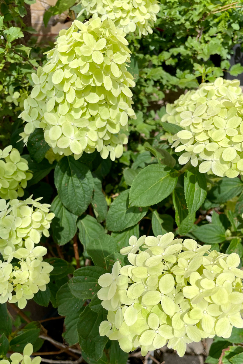 The creamy flower panicles of the Hydrangea 'Limelight Prime' in full bloom the end of July at Sprout Home.