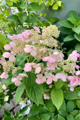Hydrangea 'Quick Fire' flowers starting to show signs of pink with the cream panicles the end of July at Sprout Home.