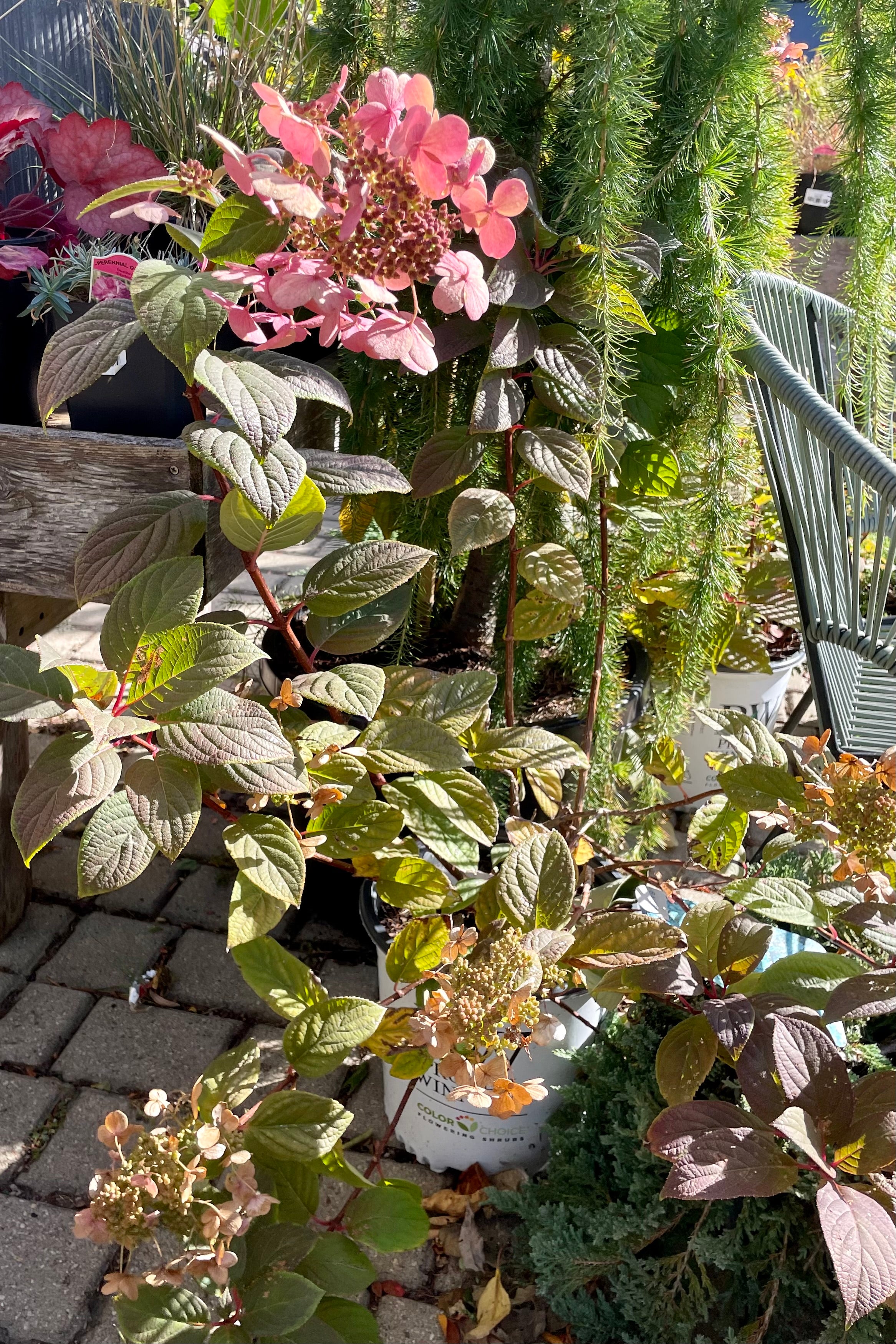 Detailed picture of the fall bloom with rose colored petals of the Hydrangea 'Quick Fire" the beginning of October in a #2 pot. 