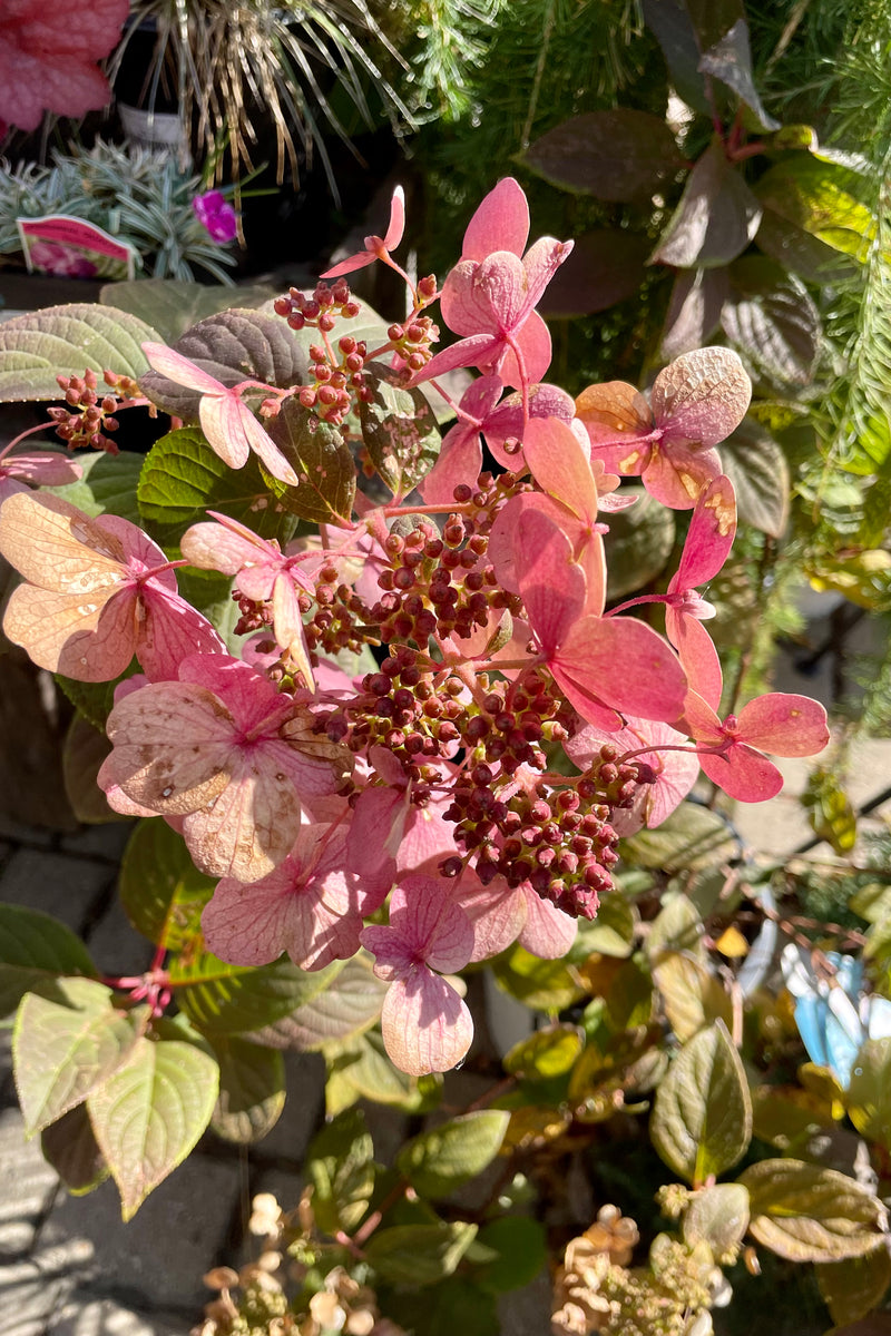 Detailed picture of the fall bloom with rose colored petals of the Hydrangea 'Quick Fire" the beginning of October.
