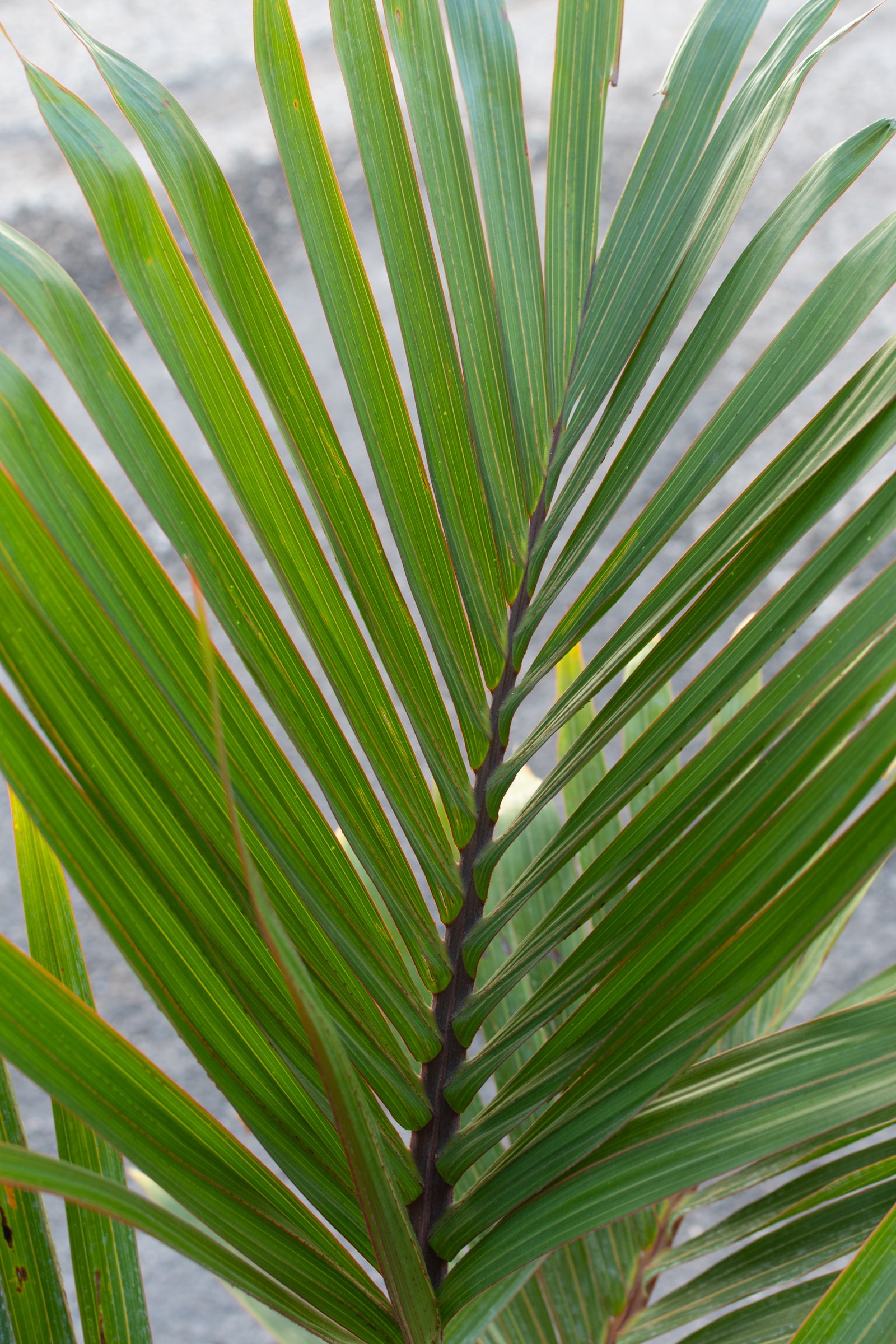 Close up of hyophorbe lagenicalus "bottle palm" leaf