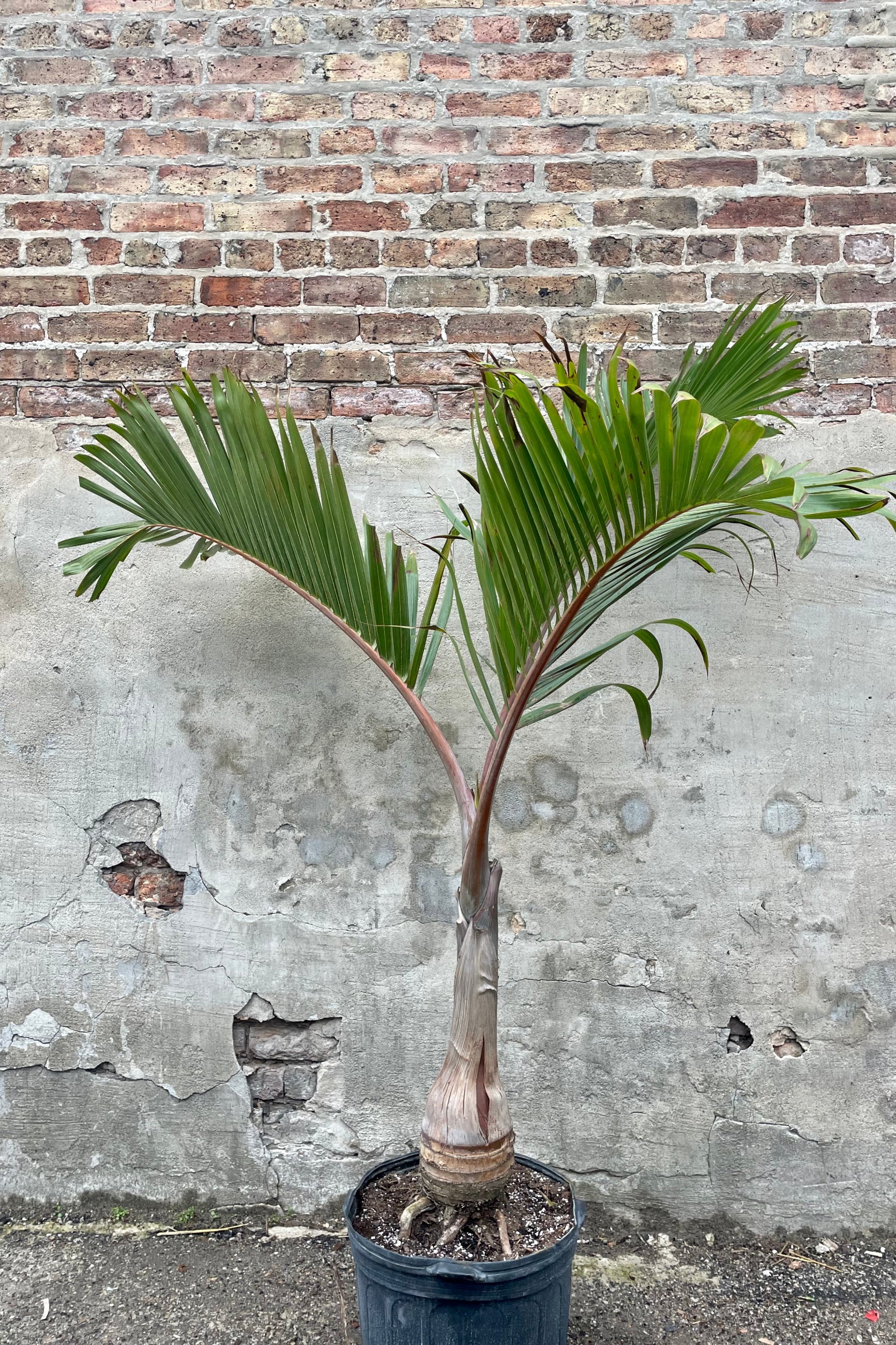 Hyophorbe lagenicaulis "Bottle Palm" 14" black growers pot with Hyophorbe lagenicaulis "Bottle Palm" 14" detail of green palm leaves against a grey wall ©Sprout Home