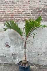 Hyophorbe lagenicaulis "Bottle Palm" 14" black growers pot with Hyophorbe lagenicaulis "Bottle Palm" 14" detail of green palm leaves against a grey wall