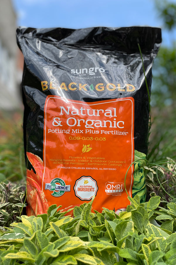 Black Gold Natural and Organic potting mix plus fertilizer bag in front of the sprout home garden