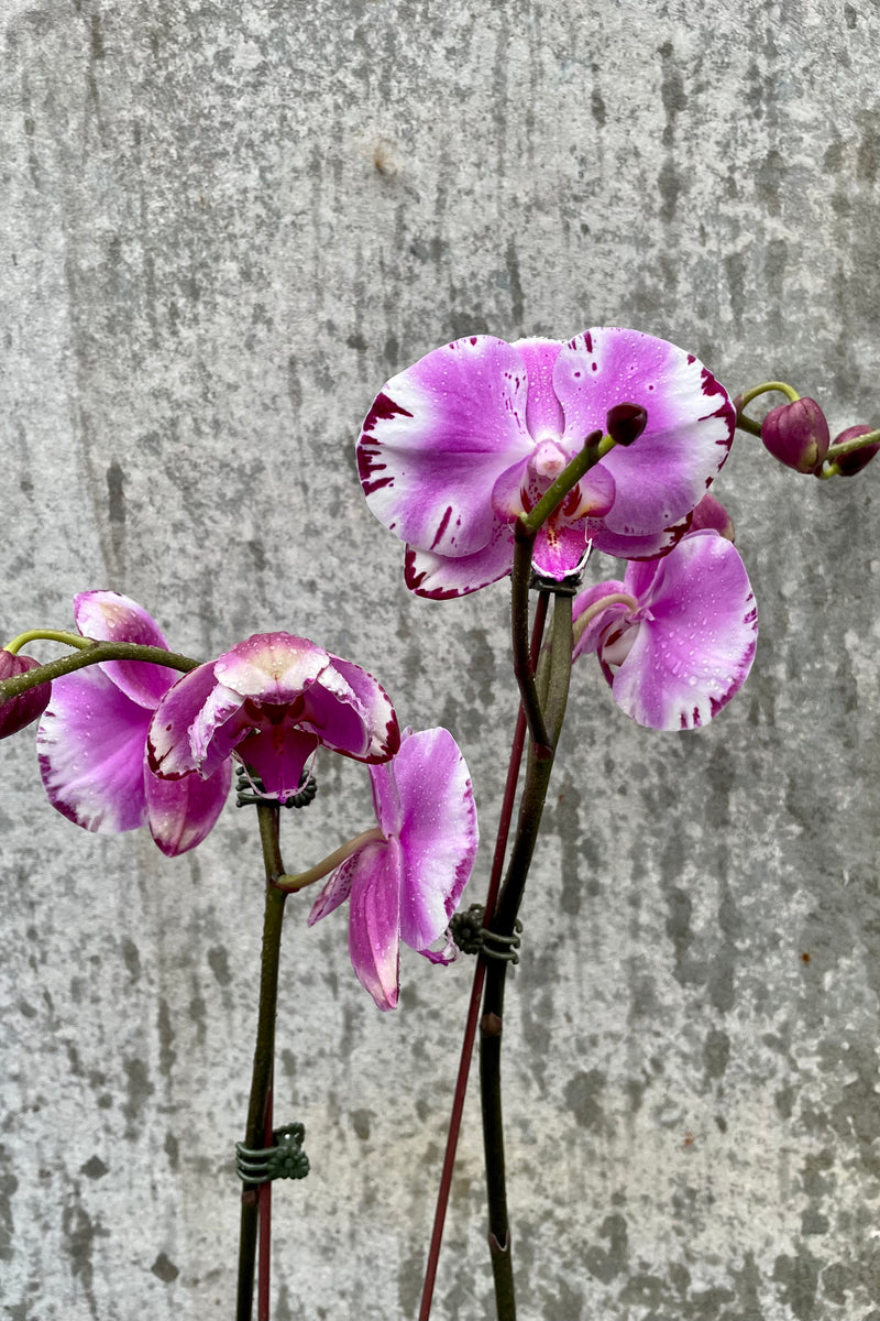 A detailed view of the 5" Phalaenopsis Orchid's purple and pink flowers against a concrete backdrop
