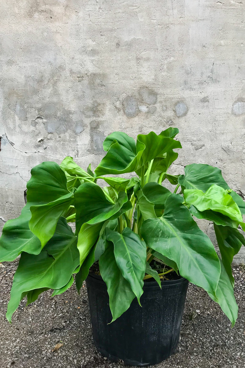 Philodendron giganteum in grow pot in front of grey concrete background