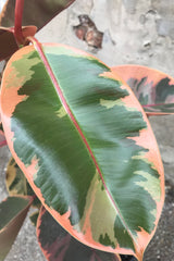 Ficus elastica 'Ruby' 10"