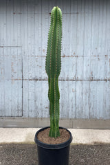 Photo of a Euphorbia 'Chocolate Drop" showing a thick green column against a stone and wood gray wall.