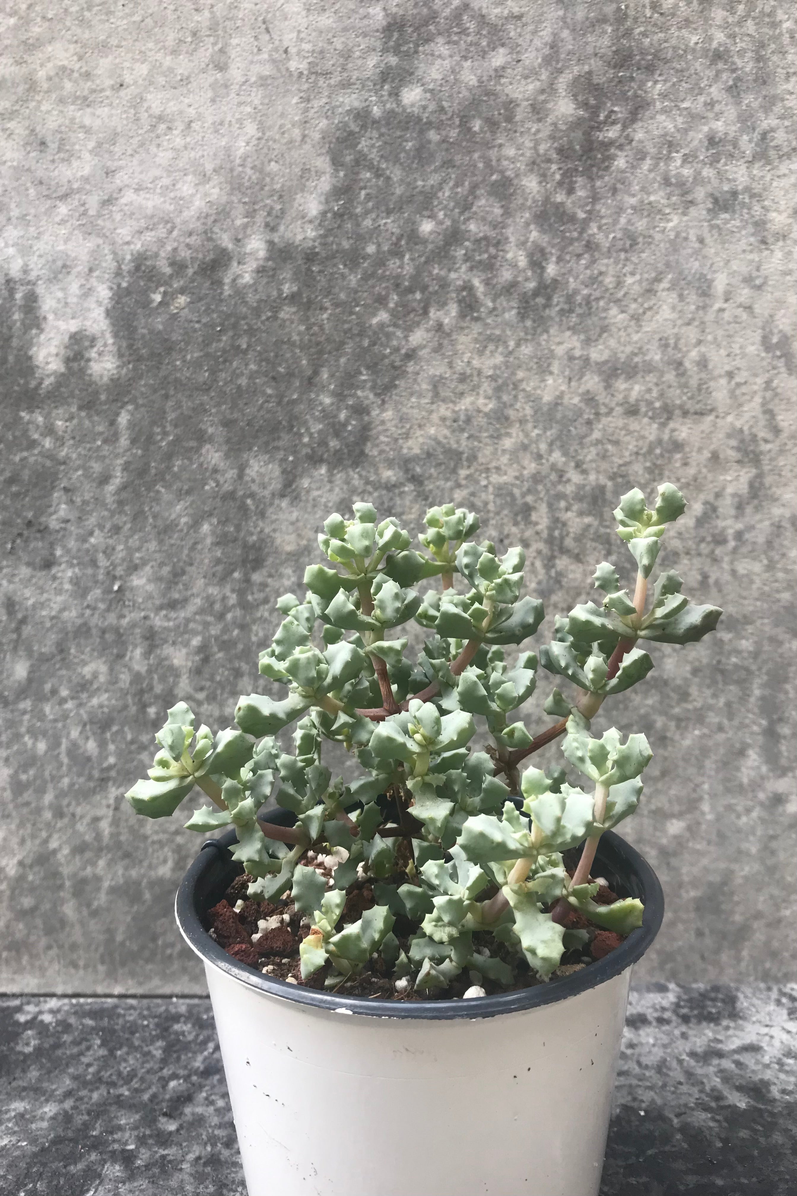 The Oscularia deltoides sits pretty in its 4 inch growers pot against a grey backdrop. 