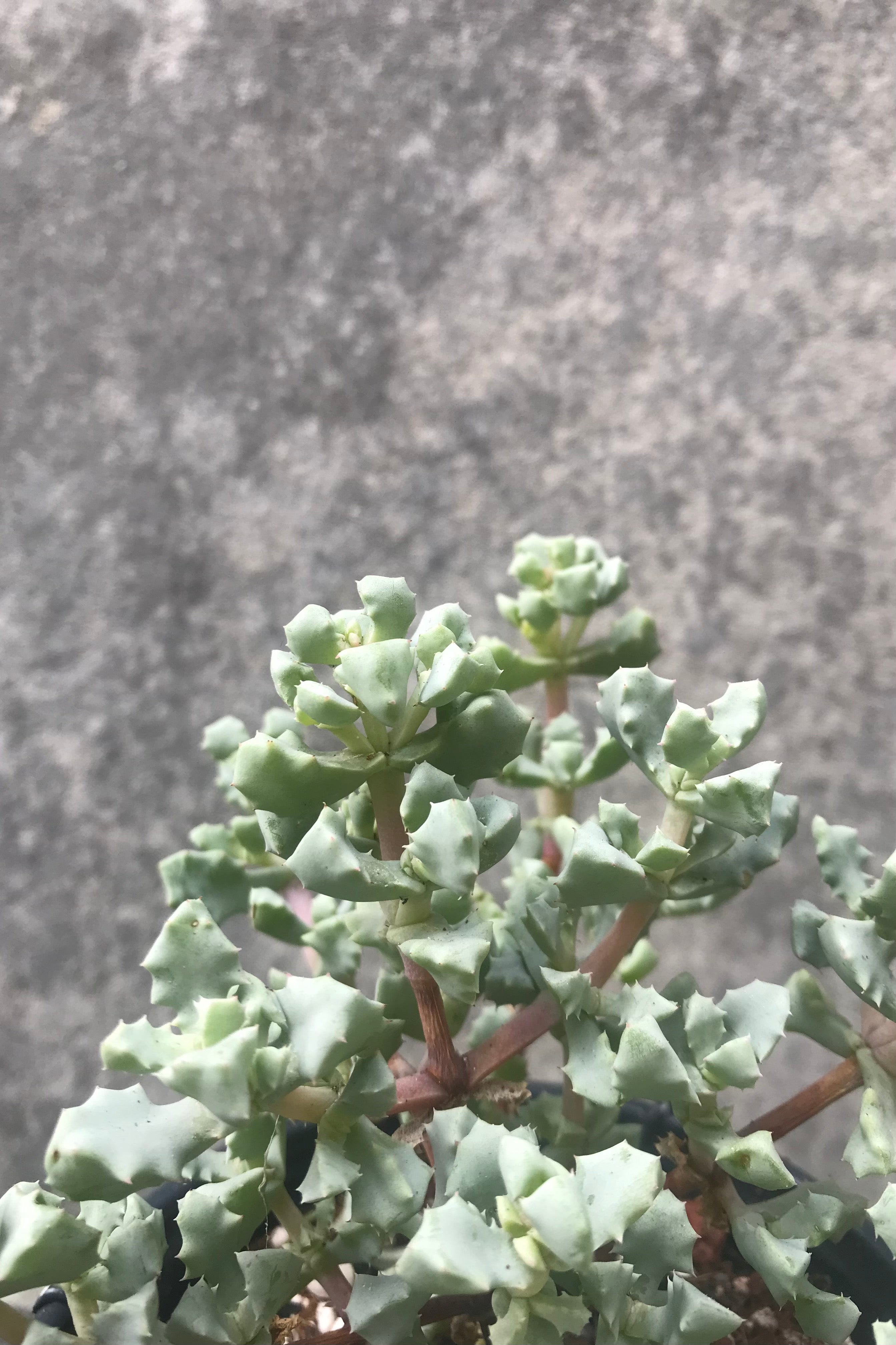 The Oscularia deltoides boasts thick but short, greyish-blue leaves.