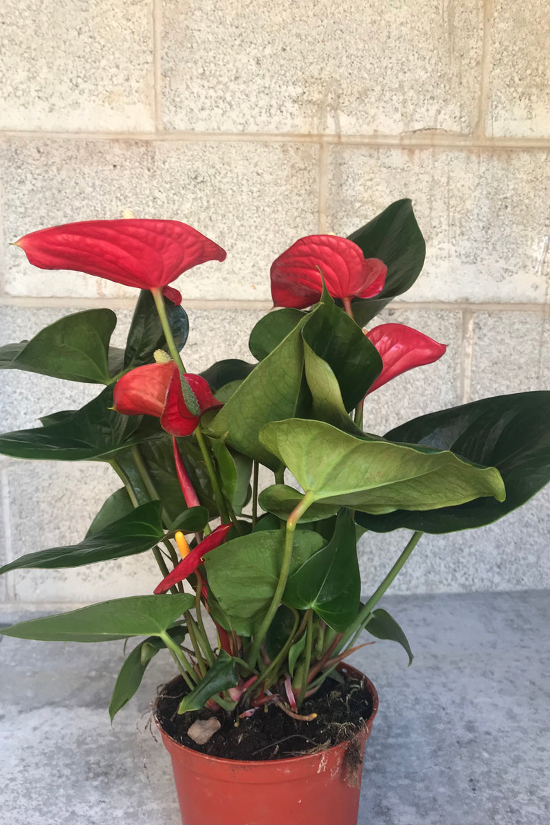 Anthurium 'Alabama Red' in grow pot in front of concrete brick wall