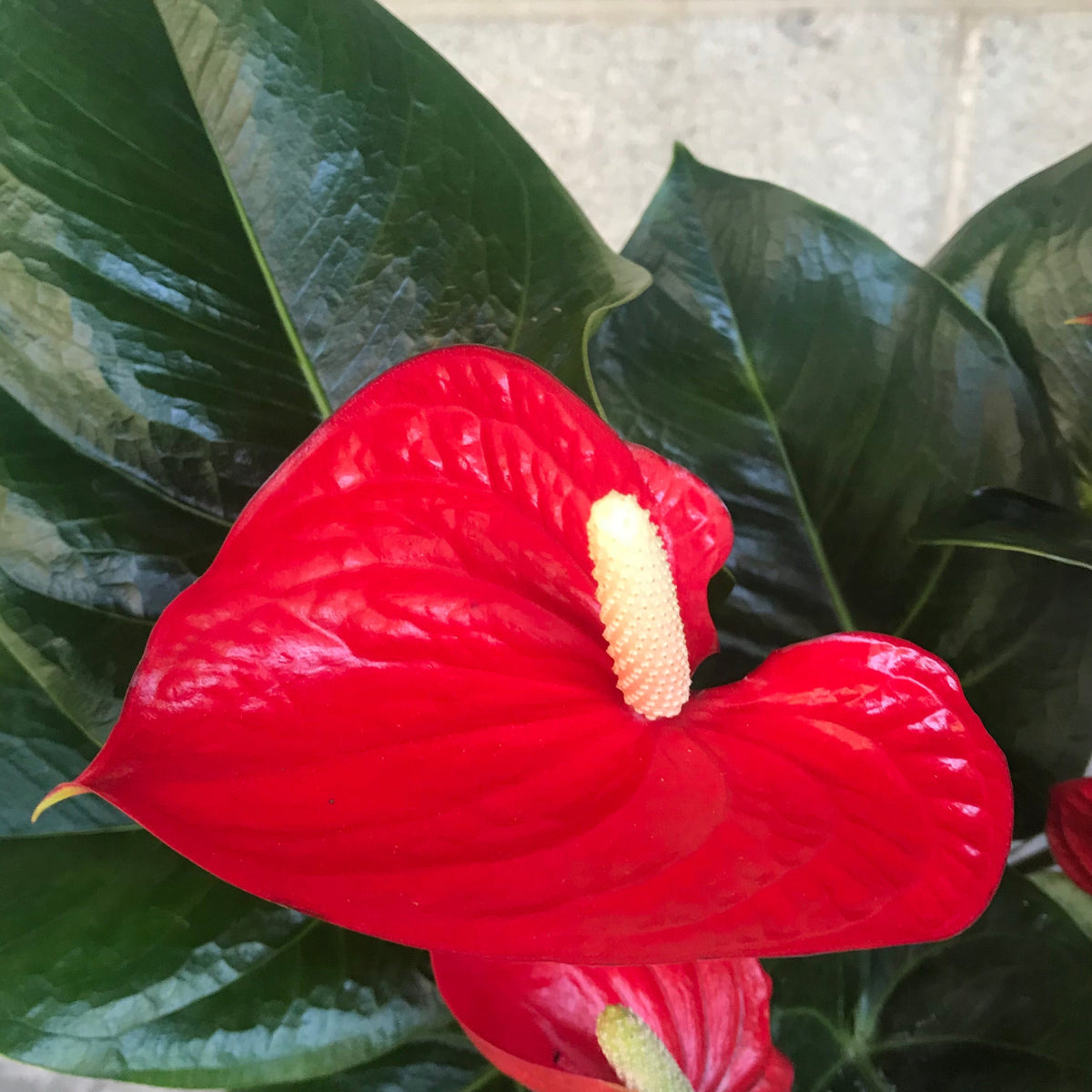 alani-anthurium-flower Anthurium 'Alabama Red' 6