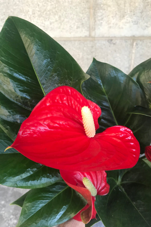 Close up of Anthurium 'Alabama Red' in front of brick wall